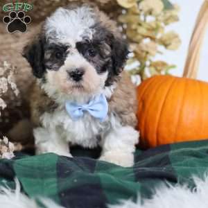 Flops, Teddy Bear Puppy